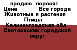 продаю  поросят  › Цена ­ 1 000 - Все города Животные и растения » Птицы   . Калининградская обл.,Светловский городской округ 